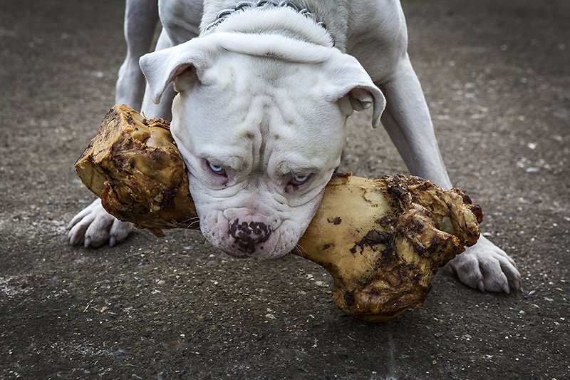 mr.bunny taking a call on his i-bone
