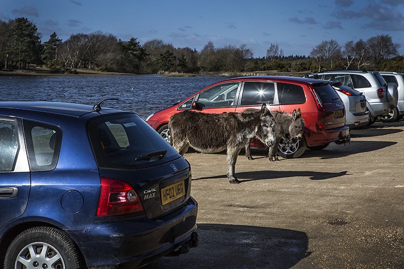 parallel parking donkeys