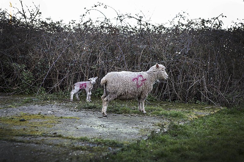 im not a number Im a sheep