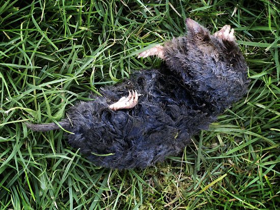 mole: 0      mouse (the cat): 1