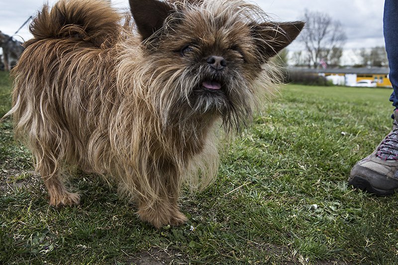 ewok-dog