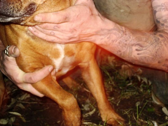 perou and stratford by maximum