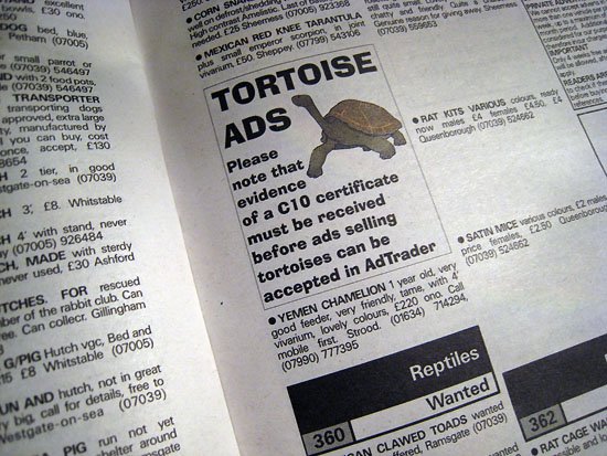 tortoise ads?