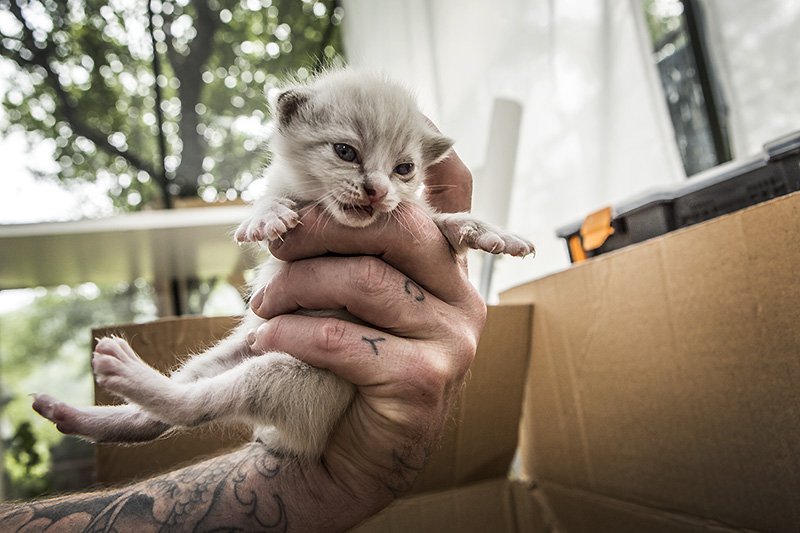 kitten