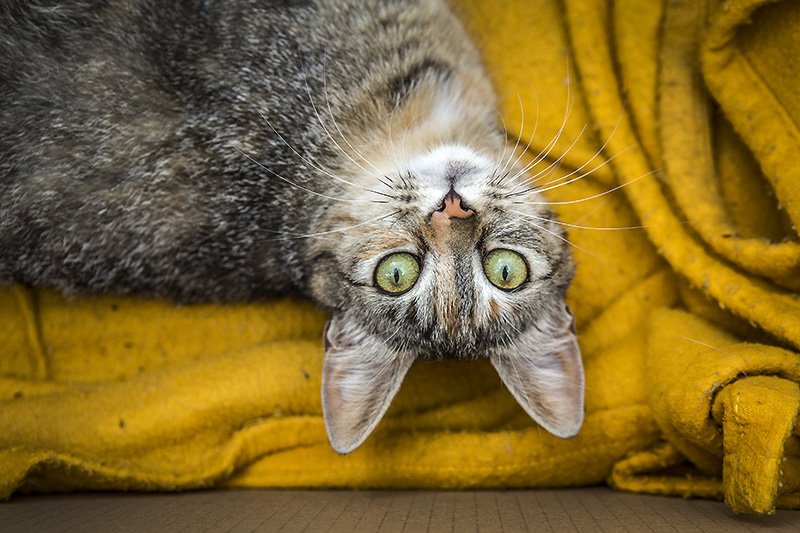 cat