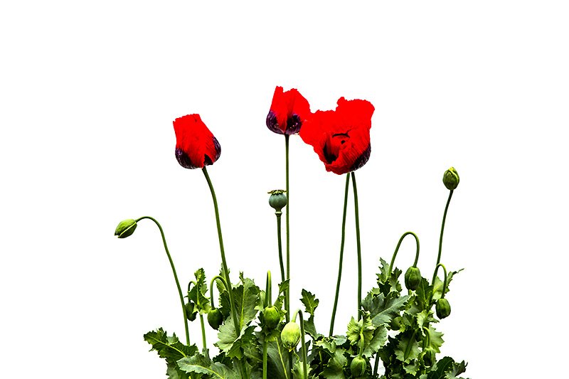 poppy power