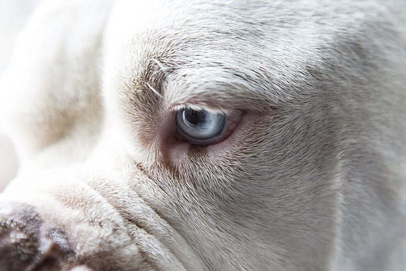 dog 1
