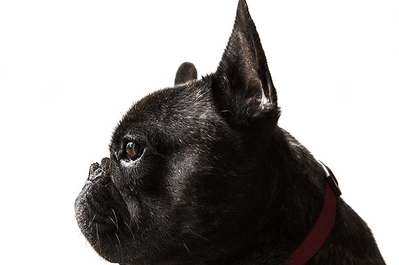 dog 2