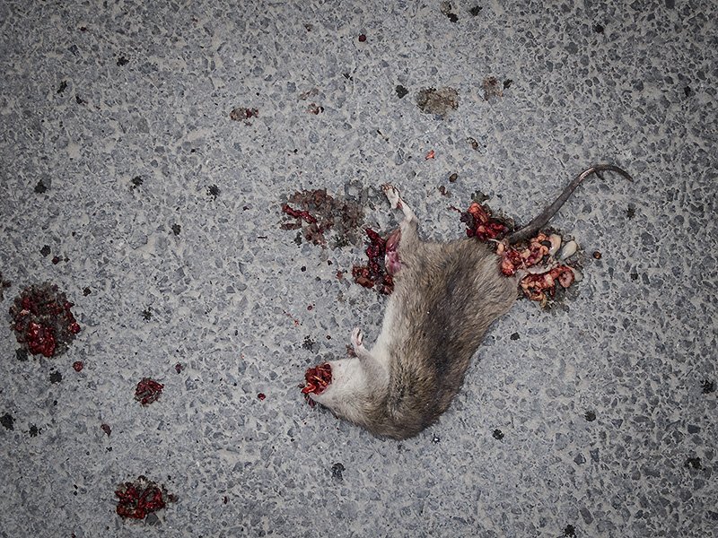 you dirty rat
