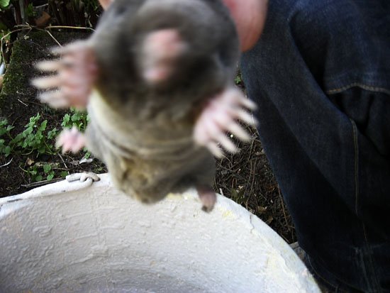 m...m...mmmmm...mole