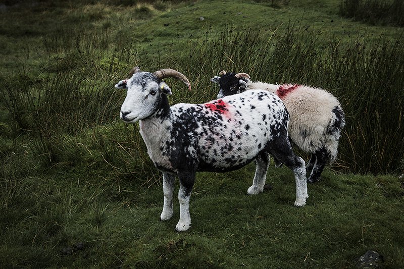 dalmation sheep