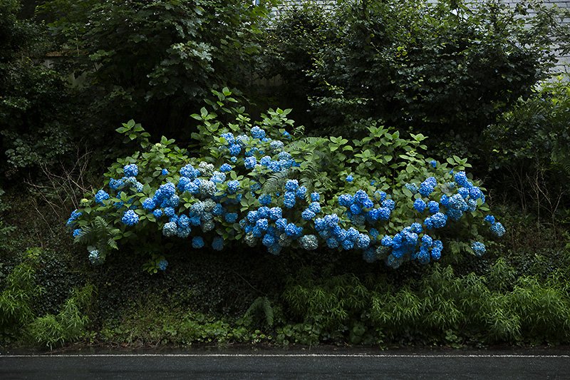 hydrangea