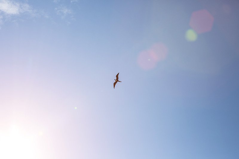 bird flying high you know how i feel