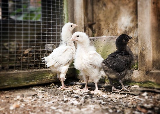 king kong, god and jesus