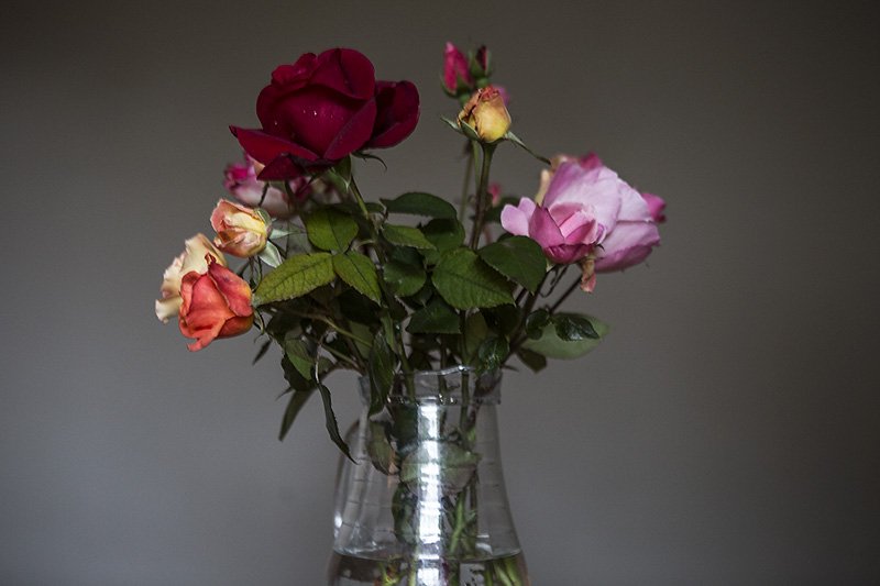 darlin buds of october