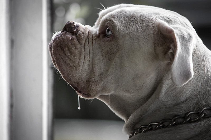 slobber dog and...