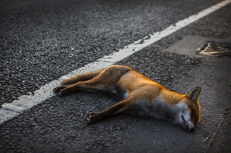 let sleeping dogs lie