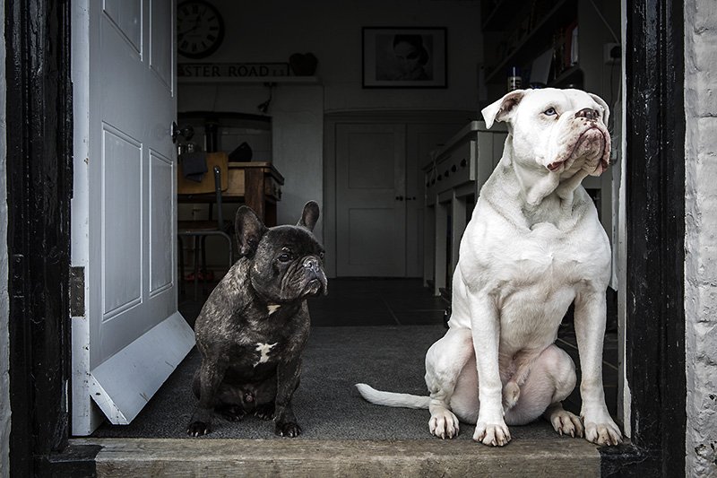 welcome to the house of fun