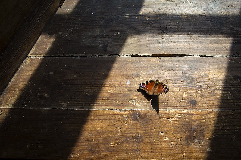 bullet with butterfly wings