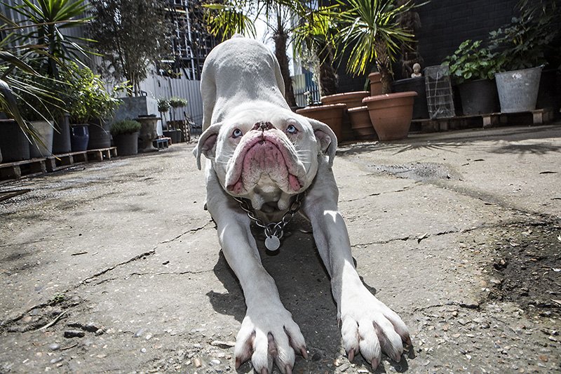 i worship at your feet