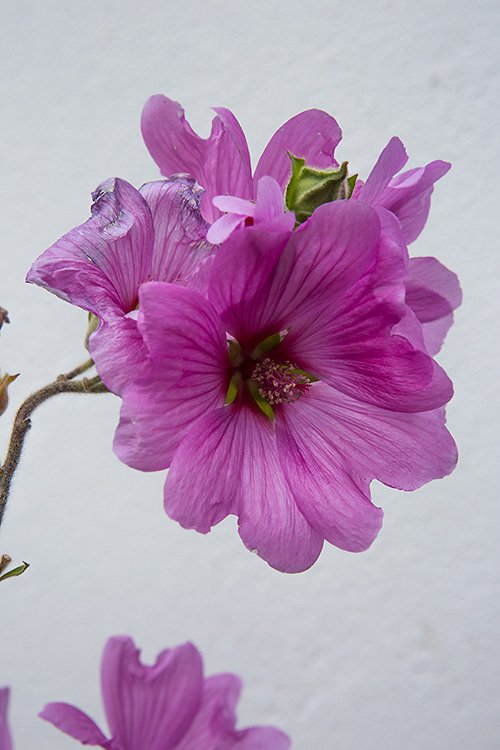lavatera candy floss