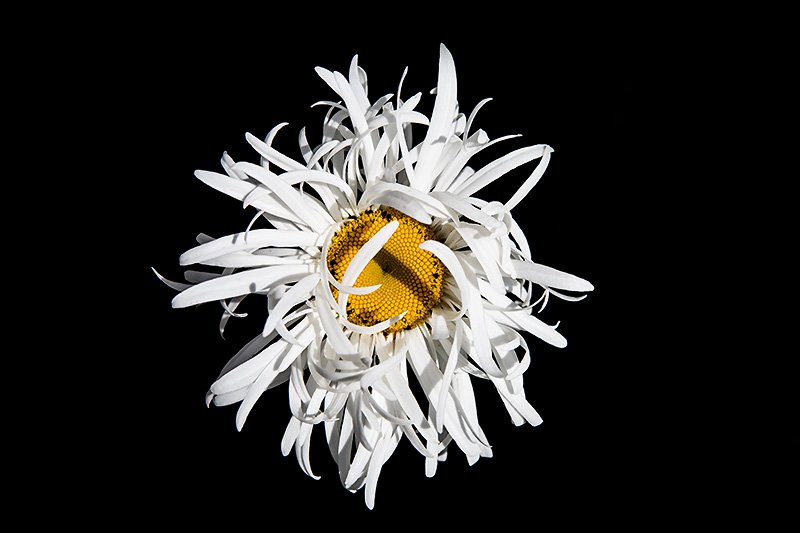 you are the sunshine of my life