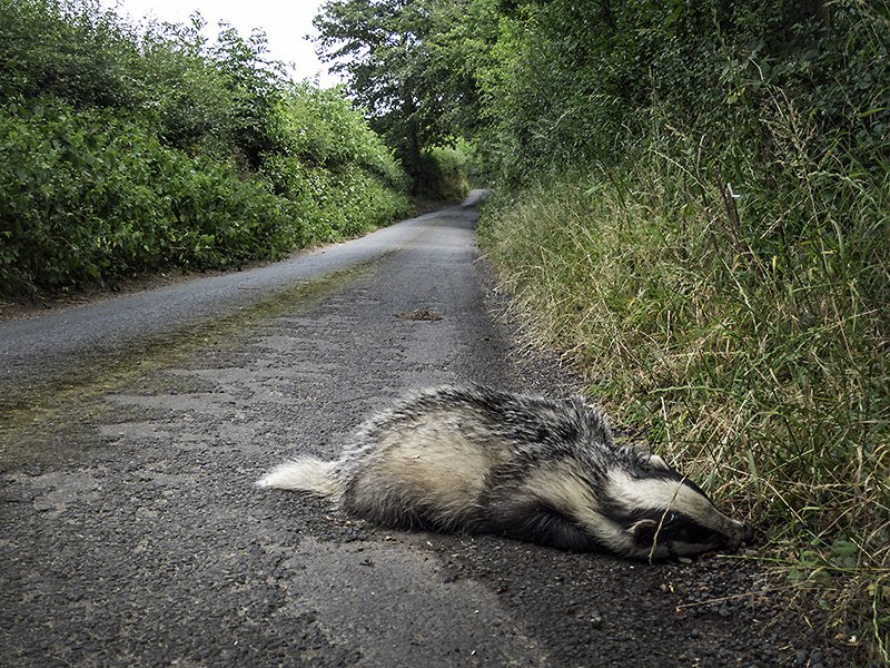 show us yer badger, again 