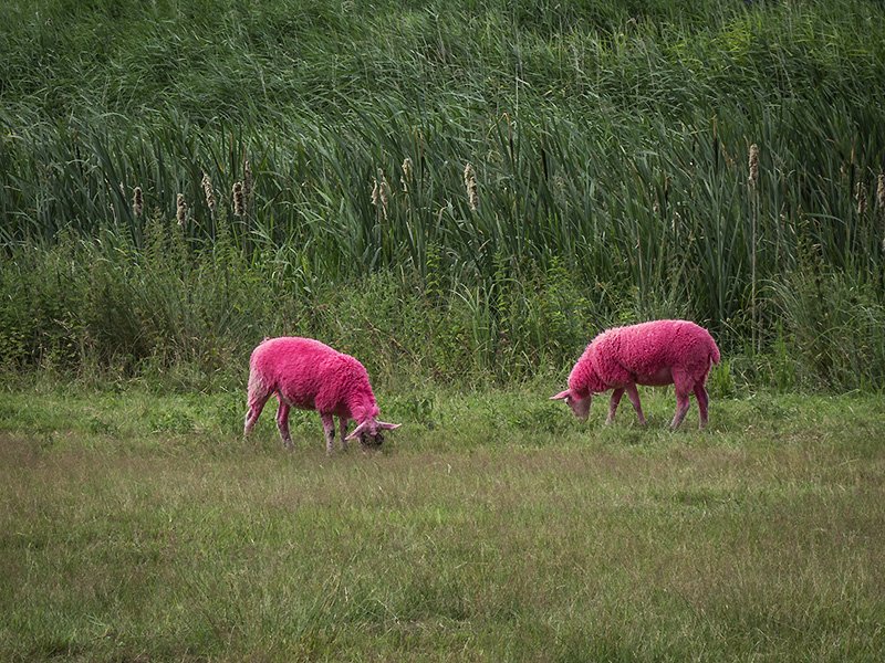 you are not halucinating