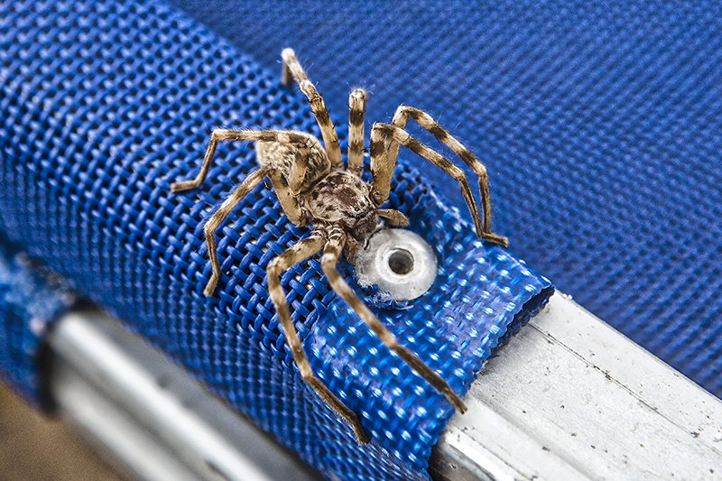 probably to scale, depending on your screen resolution