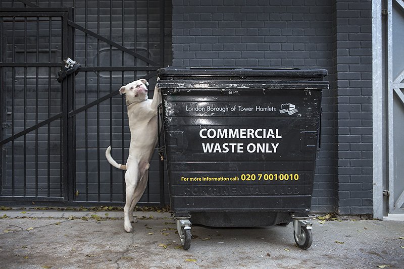 helping put out the garbage.
