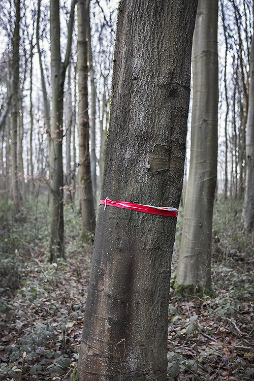 tie your red and white ribbon round the old oak tree