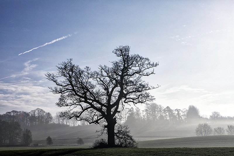 tree