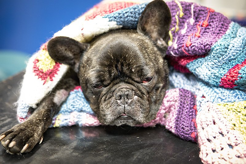 dead dog