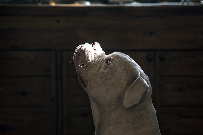 undivided attention