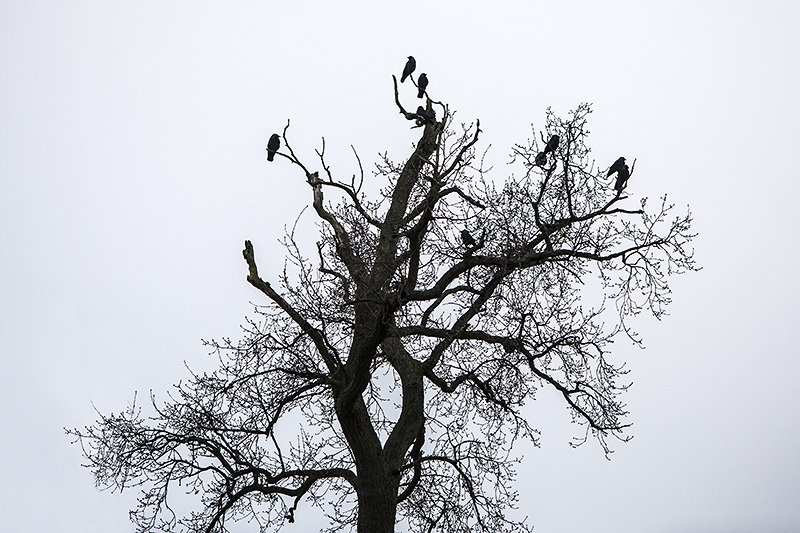 birds hanging out