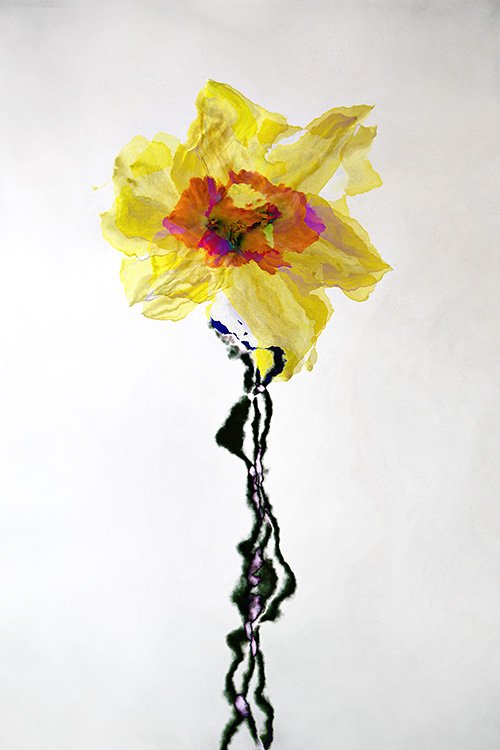 narcissus