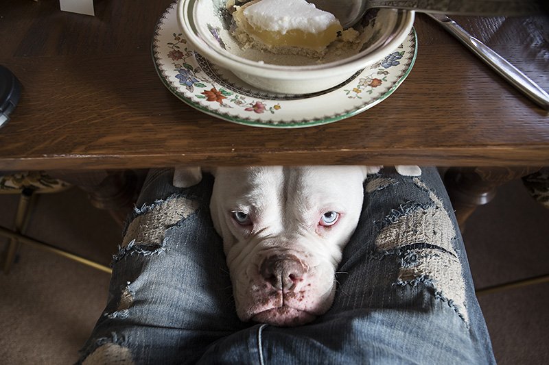 give me the lemon meringue pie