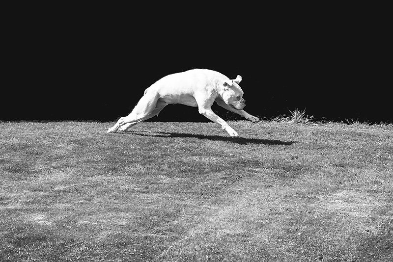 i am eadweard muybridge