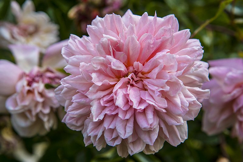 rose