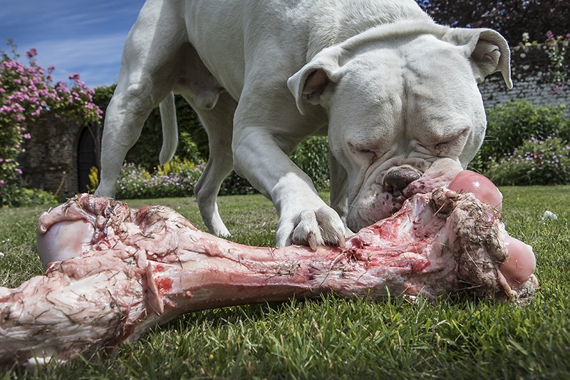 mr.bunny and a bone