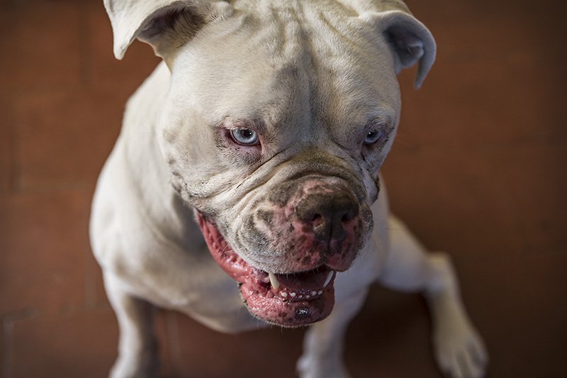 durty dog