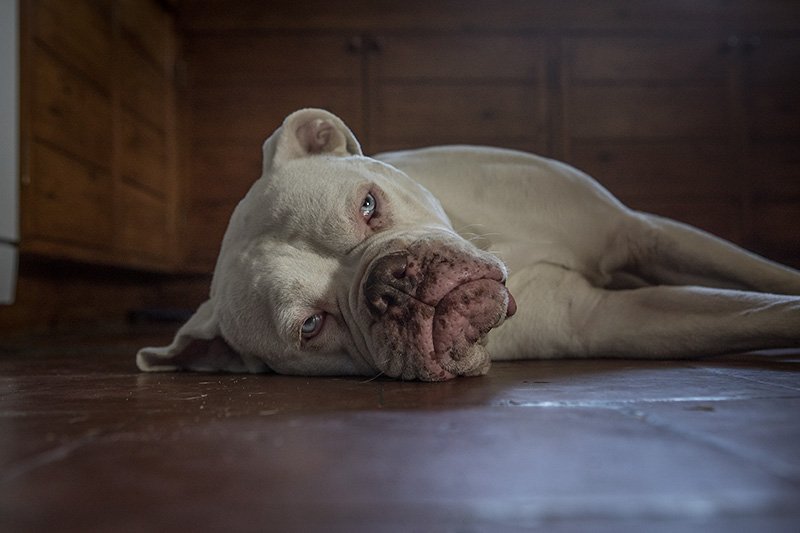 hottest dog of the year, so far