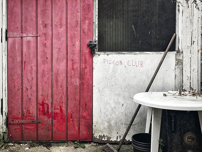 PIGEON CLUB