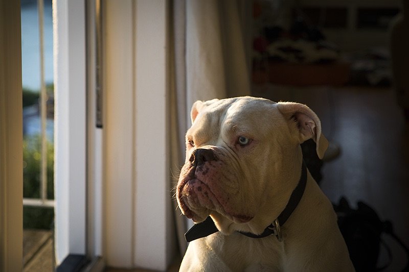 contemplation is the game